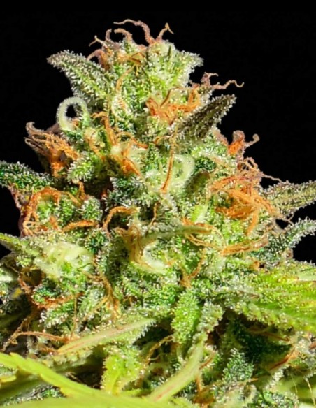 Semillas Zkittlez Auto (Original Sensible Seeds) 🍬 Dulces y rápidas