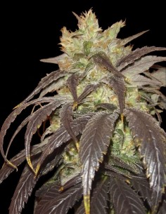 Semi Spoetnik #1 (Paradise Seeds) 🌿 Potenza Indica