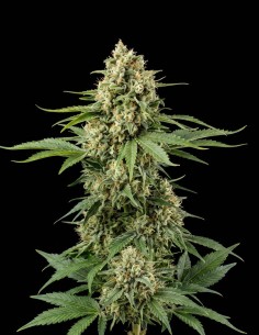 Semi Moby Dick (Bulk Legacy) ⚡ Potente carica di energia