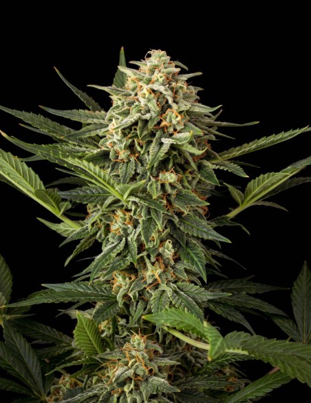 Semi Moby Dick Auto (Bulk Legacy) ⚡ Energia Sativa Rapida