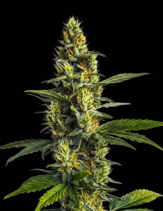 Semi Amnesia Lemon (Bulk Legacy) ⚡ Energia Creativa