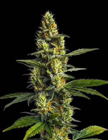 Semi Amnesia Lemon (Bulk Legacy) ⚡ Energia Creativa