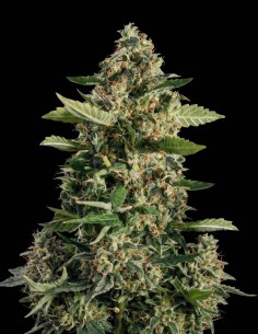Semi Diesel Auto (Bulk Legacy) 🔥 Classico gusto di carburante