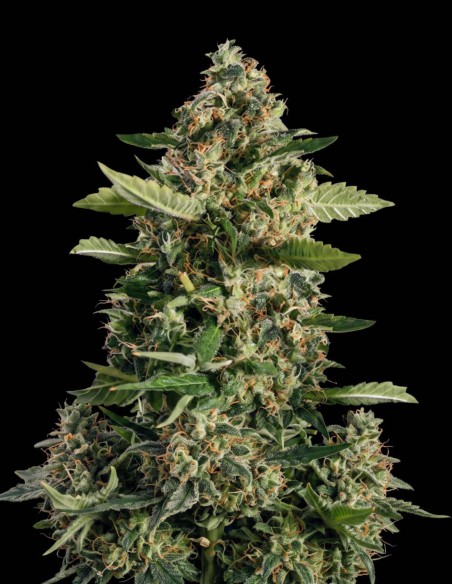 Semi Diesel Auto (Bulk Legacy) 🔥 Classico gusto di carburante