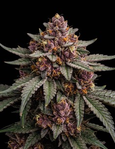 Semi Purple Kush (Bulk Legacy) 🌜 Profondo Relax