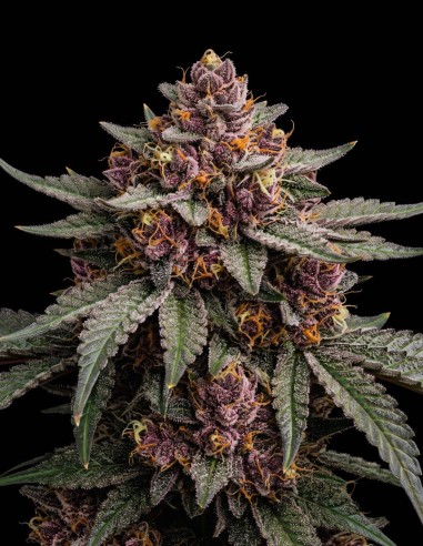 Graines Purple Kush (Bulk Legacy) 🌜 Relaxation profonde