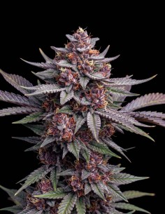 Semi Purple Haze (Bulk Legacy) 🍒 Sativa ai Frutti di Bosco Dolci
