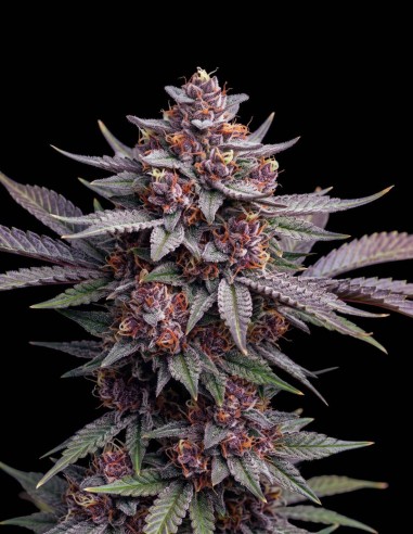 Semi Purple Haze (Bulk Legacy) 🍒 Sativa ai Frutti di Bosco Dolci