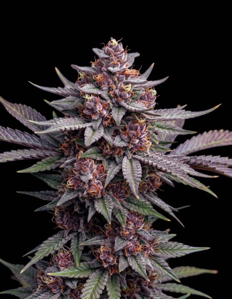 Semi Purple Haze (Bulk Legacy) 🍒 Sativa ai Frutti di Bosco Dolci