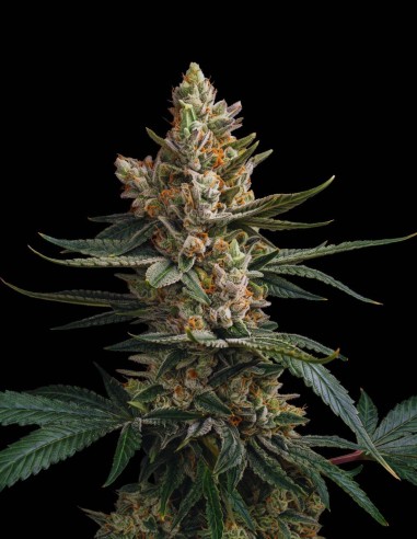 Semi Gorilla Glue Auto (Bulk Legacy) 💥 Alto contenuto di THC