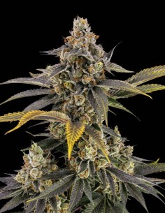 Semi di Sour Diesel (Bulk Legacy) 🔥 Sativa Energizzante