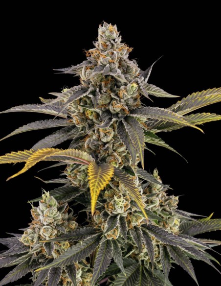 Semi di Sour Diesel (Bulk Legacy) 🔥 Sativa Energizzante