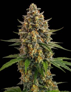 Semi Super Lemon Haze (Bulk Legacy) 🍋 Potenza Agrumata