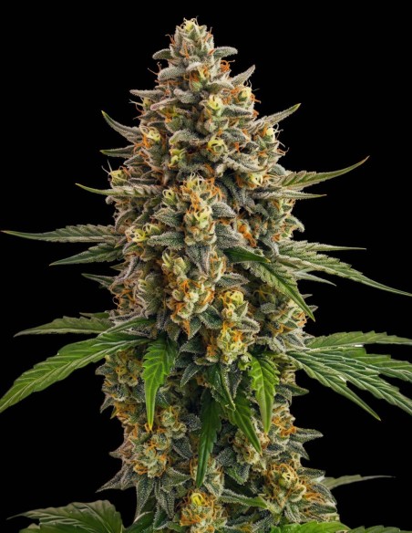 Semi Super Lemon Haze (Bulk Legacy) 🍋 Potenza Agrumata