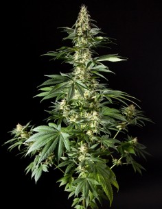 Graines Diesel Tangie (Philosopher Seeds) 🌿 Rendement Élevé