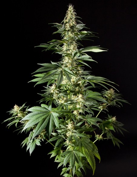 Graines Diesel Tangie (Philosopher Seeds) 🌿 Rendement Élevé
