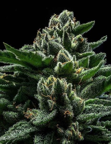 Semi di DO-G (Ripper Seeds) 💥 Effetto intenso