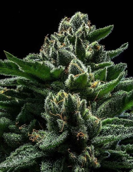 Semi di DO-G (Ripper Seeds) 💥 Effetto intenso