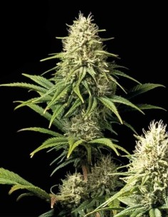Semillas Doctor Seedsman CBD 30:1 Auto 🌿 (Seedsman)
