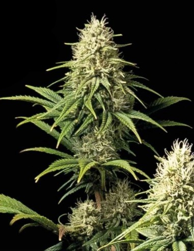 Semillas Doctor Seedsman CBD 30:1 Auto 🌿 (Seedsman)