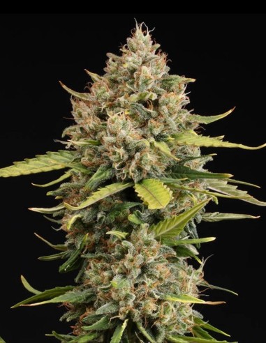 Semillas CBD Critical XXL Auto (Seedstockers) 🌿 Producción Masiva