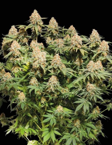 Semillas de Moby Dick (Seedstockers) 💥 Sativa con Alto THC