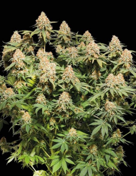 Semillas de Moby Dick (Seedstockers) 💥 Sativa con Alto THC