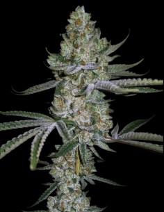 Terpulator Regular Seeds (Capulator Seeds) 🍋 Zitrus-Power