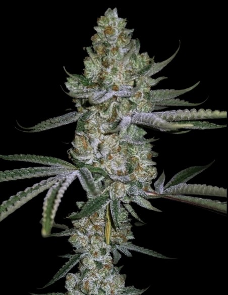 Terpulator Regular Seeds (Capulator Seeds) 🍋 Potencia Cítrica