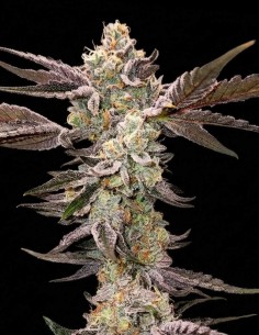 Vanta Black Reguläre Samen (Capulator Seeds) 💥 Starke Wirkung