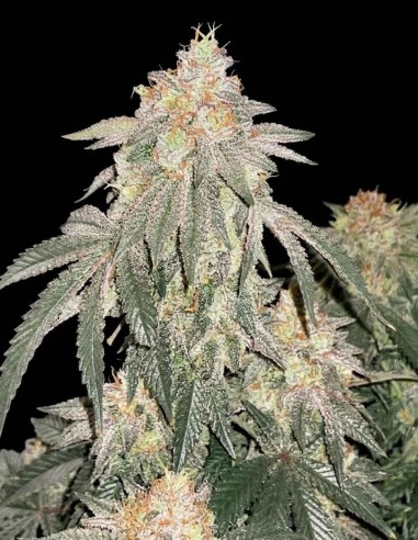 Milk of MACnesia Regular Samen (Capulator Seeds) 🥛 Einzigartig