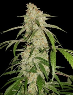 Miracle Grow Regular Seeds (Capulator Seeds) 🌿 Exotischer Geschmack