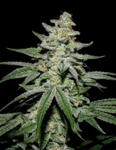 Caps Crunch F2 Regular Samen (Capulator Seeds) 🌿 Seltene Genetik