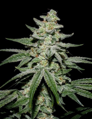 Caps Crunch F2 Regular Samen (Capulator Seeds) 🌿 Seltene Genetik
