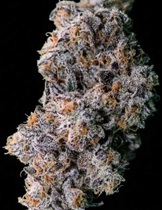 Coolio Beans Regular Seeds (Capulator Seeds) 💥 Hoher THC-Gehalt
