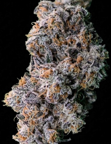 Coolio Beans Regular Seeds (Capulator Seeds) 💥 Hoher THC-Gehalt