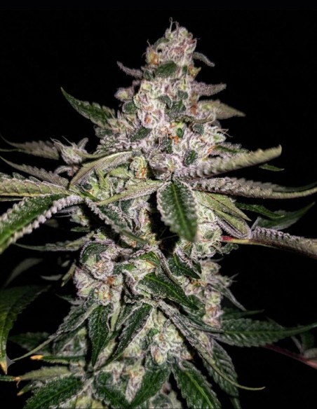 Black Pine Reserve Samen (Capulator Seeds) 🌿 Große Old-School-Genetik