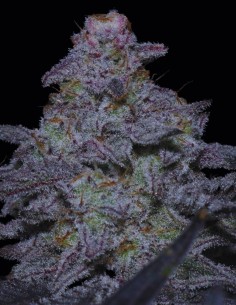 MAC Original Regular (Capulator Seeds) ⭐ Legendäre Genetik
