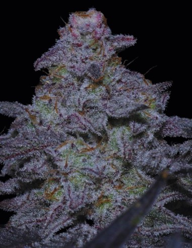 MAC Original Regular (Capulator Seeds) ⭐ Genética legendaria
