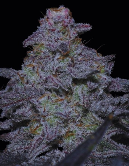 MAC Original Regular (Capulator Seeds) ⭐ Genética legendaria