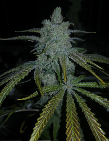 Lions Tooth Seeds (Capulator Seeds) 🦁 Vigorous