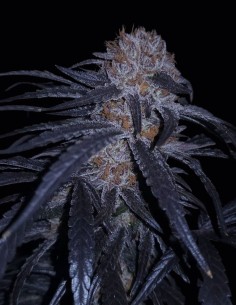 Lions Strength S1 Seeds (Capulator Seeds) 🦁 Bold Effects
