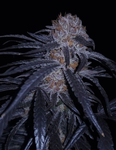 MAC 10 Year Anniversary Box Set Seeds 🎁 (Capulator Seeds)