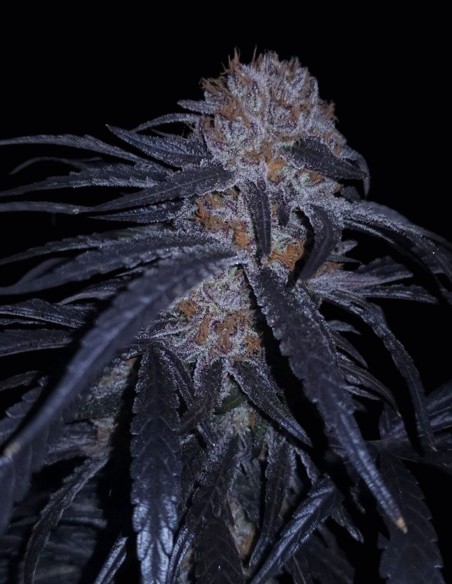 MAC 10 Year Anniversary Box Set Seeds 🎁 (Capulator Seeds)