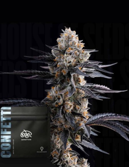 Confetti Seeds (Doja Seeds) 🍭 Sapore intenso