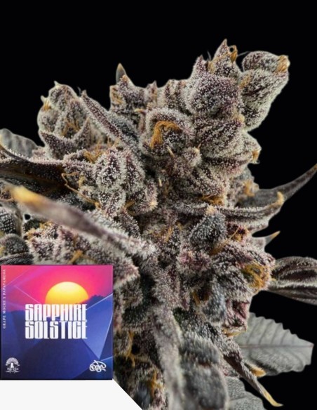 Semi Sapphire Solstice (Doja Seeds) 🌜 Alto THC Rilassante