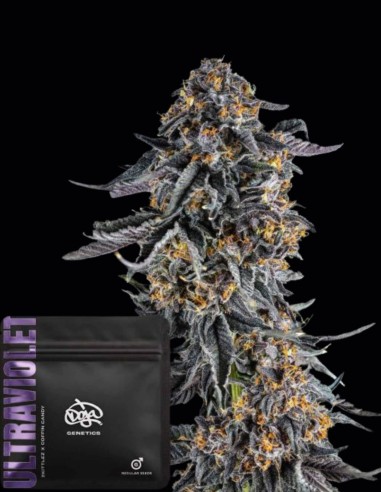 Semi di Ultraviolet Regular (Doja Seeds) 🍒 Il sapore prima di tutto