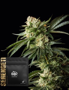 Serengeti Regular Seeds (Doja Seeds) 🌿 Alta Produzione