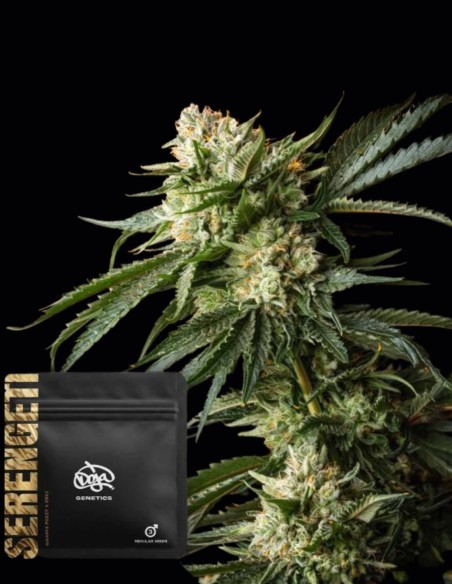 Serengeti Regular Seeds (Doja Seeds) 🌿 Alta Produzione
