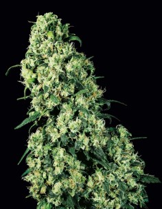 Graines Régulières Skunk #1 (Sensi Seeds) 🌿 Rendements Élevés